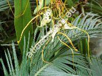 Brassia arcuigera Rchb. f. (Brassia antherotes Rchb. f., Brassia longissima (Rchb. f.) Nash)