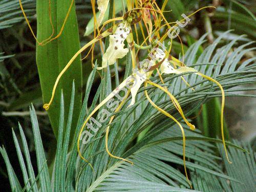 Brassia arcuigera Rchb. f. (Brassia antherotes Rchb. f., Brassia longissima (Rchb. f.) Nash)