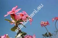 Adenium obesum (Adenium obesum (Forssk.) Roem. et Schult., Nerium obesum Forssk.)