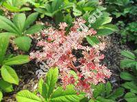 Rodgersia sambucifolia Hemsl.