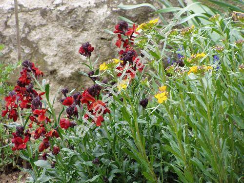 Cheiranthus cheiri L. (Erysimum cheiri (L.) Crantz)