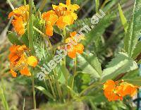 Cheiranthus cheiri L. (Erysimum cheiri (L.) Crantz)