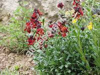 Cheiranthus cheiri L. (Erysimum cheiri (L.) Crantz)