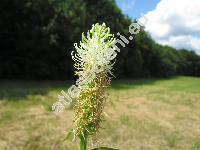 Phyteuma spicatum L. (Phyteuma betonicaefolium Schmidt, Phyteuma scorzoneraefolium)