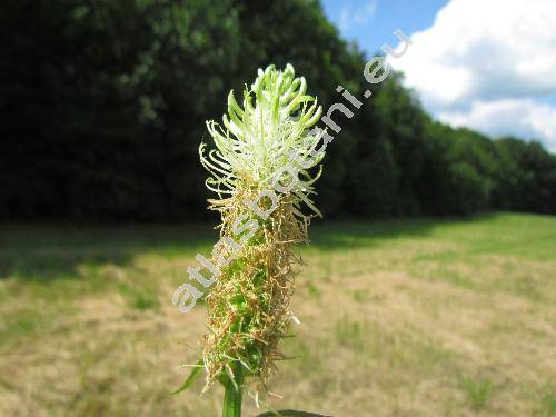 Phyteuma spicatum L. (Phyteuma betonicaefolium Schmidt, Phyteuma scorzoneraefolium)