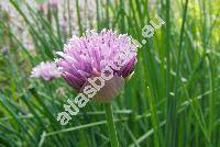 Allium sibiricum L. (Allium schoenoprasum subsp. sibiricum, Allium sibiricum var. schoenoprasoides (Fr.) Fr.)