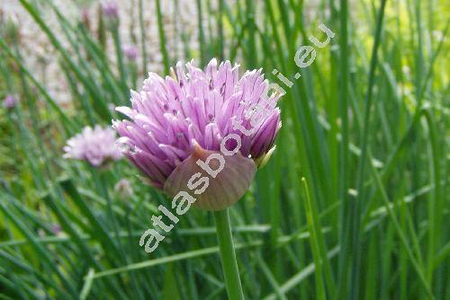 Allium sibiricum L. (Allium schoenoprasum subsp. sibiricum, Allium sibiricum var. schoenoprasoides (Fr.) Fr.)