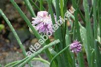 Allium sibiricum L. (Allium schoenoprasum subsp. sibiricum, Allium sibiricum var. schoenoprasoides (Fr.) Fr.)