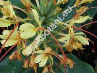 Hedychium gardnerianum Shepp. ex Ker Gawl. (Hedychium gardnerianum Rosc., Gamochilus speciosus Lest.)