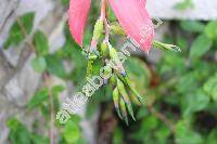 Billbergia nutans Wendl. (Billbergia nutans Wendl. ex. Reg.)