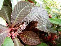 Hoffmannia refulgens (Hook.) Hemsl. (Campylobotrys argyroneura Lind., Ohigginsia refulgens Hook.)