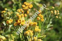 Balsamita major Desf. (Chrysanthemum balsamita (L.) Baill., Tanacetum balsamita L.)