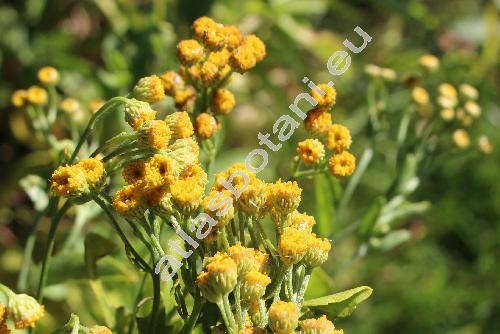 Balsamita major Desf. (Chrysanthemum balsamita (L.) Baill., Tanacetum balsamita L.)