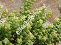 Crassula brevifolia Harv.