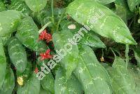 Aglaonema commutatum Schott