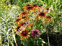 Rudbeckia x hybrida 'Gloriosa Daisy' (Rudbeckia 'Gloriosa Daisies')