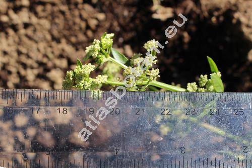 Apium graveolens L. (Seseli graveolens Scop., Sium graveolens Vest, Celeri graveolens (L.) Britt., Apium dulce Mill.)