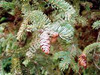 Picea glauca (Moench) Voss (Pinus glauca Moench, Picea albertiana Brown, Picea canadensis (Michx.) Link.)