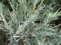 Juniperus scopulorum Sarg. (Juniperus virginiana subsp. scopulorum (Sarg.) Murr., Sabina scopulorum (Sarg.) Rydb.)