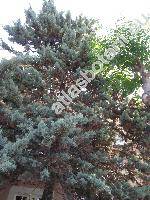 Juniperus scopulorum Sarg. (Juniperus virginiana subsp. scopulorum (Sarg.) Murr., Sabina scopulorum (Sarg.) Rydb.)