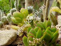 Crassula undulata Haw. (Crassula dejecta Jacq.)