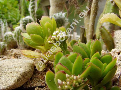 Crassula undulata Haw. (Crassula dejecta Jacq.)