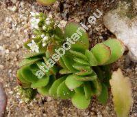 Crassula undulata Haw. (Crassula dejecta Jacq.)
