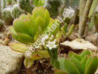 Crassula undulata Haw. (Crassula dejecta Jacq.)