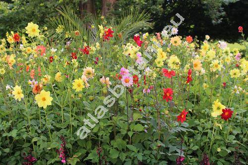 Dahlia pinnata Cav. 'Mignon'