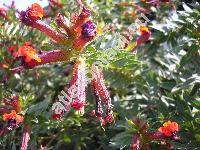 Cuphea llavea Lex. (Cuphea barbigera Hook. et Arn., Endecaria coccinea Raf.)
