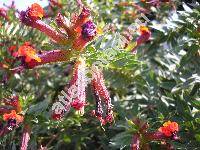 Cuphea llavea Lex. (Cuphea barbigera Hook. et Arn., Endecaria coccinea Raf.)