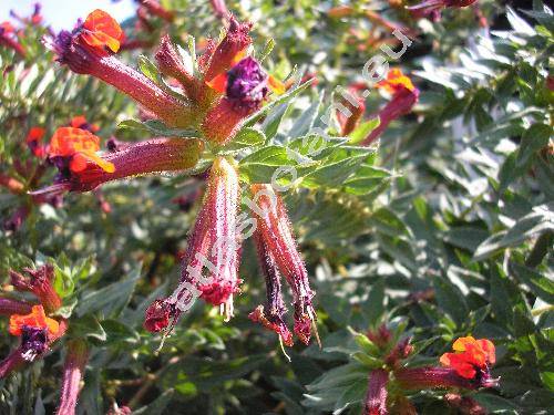 Cuphea llavea Lex. (Cuphea barbigera Hook. et Arn., Endecaria coccinea Raf.)