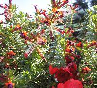 Cuphea llavea Lex. (Cuphea barbigera Hook. et Arn., Endecaria coccinea Raf.)