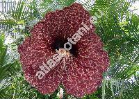 Aristolochia grandiflora Sw.