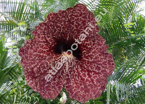 Aristolochia grandiflora Sw.