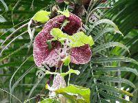 Aristolochia grandiflora Sw.