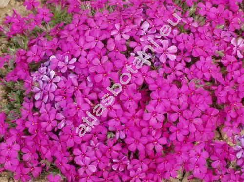 Phlox 'Crackerjack' (Phlox douglasii Hook.)