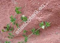 Arenaria serpyllifolia L. (Alsine serpyllifolia (L.) Crantz, Stellaria serpyllifolia (L.) Scop., Arenaria serpyllifolia agg.)