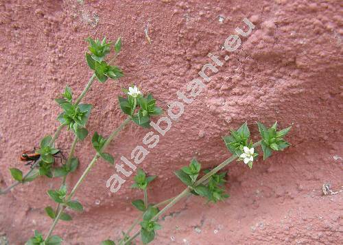 Arenaria serpyllifolia L. (Alsine serpyllifolia (L.) Crantz, Stellaria serpyllifolia (L.) Scop., Arenaria serpyllifolia agg.)