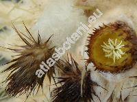 Echinocactus grusonii Hildm.