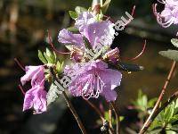 Rhododendron dauricum L. (Rhododendron x praecox Carr.)