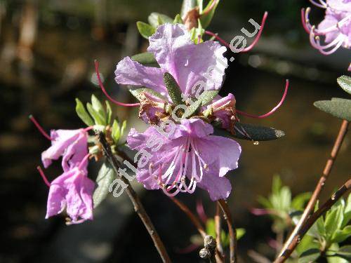 Rhododendron dauricum L. (Rhododendron x praecox Carr.)