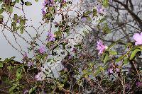 Rhododendron dauricum L. (Rhododendron x praecox Carr.)
