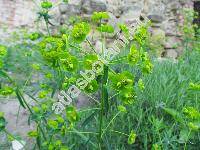 Euphorbia lucida Walds. et Kit. (Tithymalus lucidus (Walds. et Kit.) Klotzsch et Garcke)