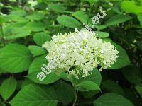 Hydrangea arborescens L. 'Grandiflora'