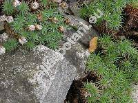 Armeria caespitosa (Cav.) Boiss. (Armeria juniperifolia (Vahl.) Hoff.)