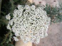 Selinum carvifolia (L.) L. (Angelica carvifolia Spreng., Seseli carvifolia L.)