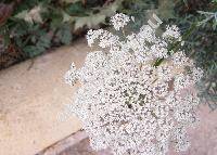 Selinum carvifolia (L.) L. (Angelica carvifolia Spreng., Seseli carvifolia L.)