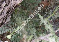 Selinum carvifolia (L.) L. (Angelica carvifolia Spreng., Seseli carvifolia L.)