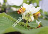 Sparmannia africana L.